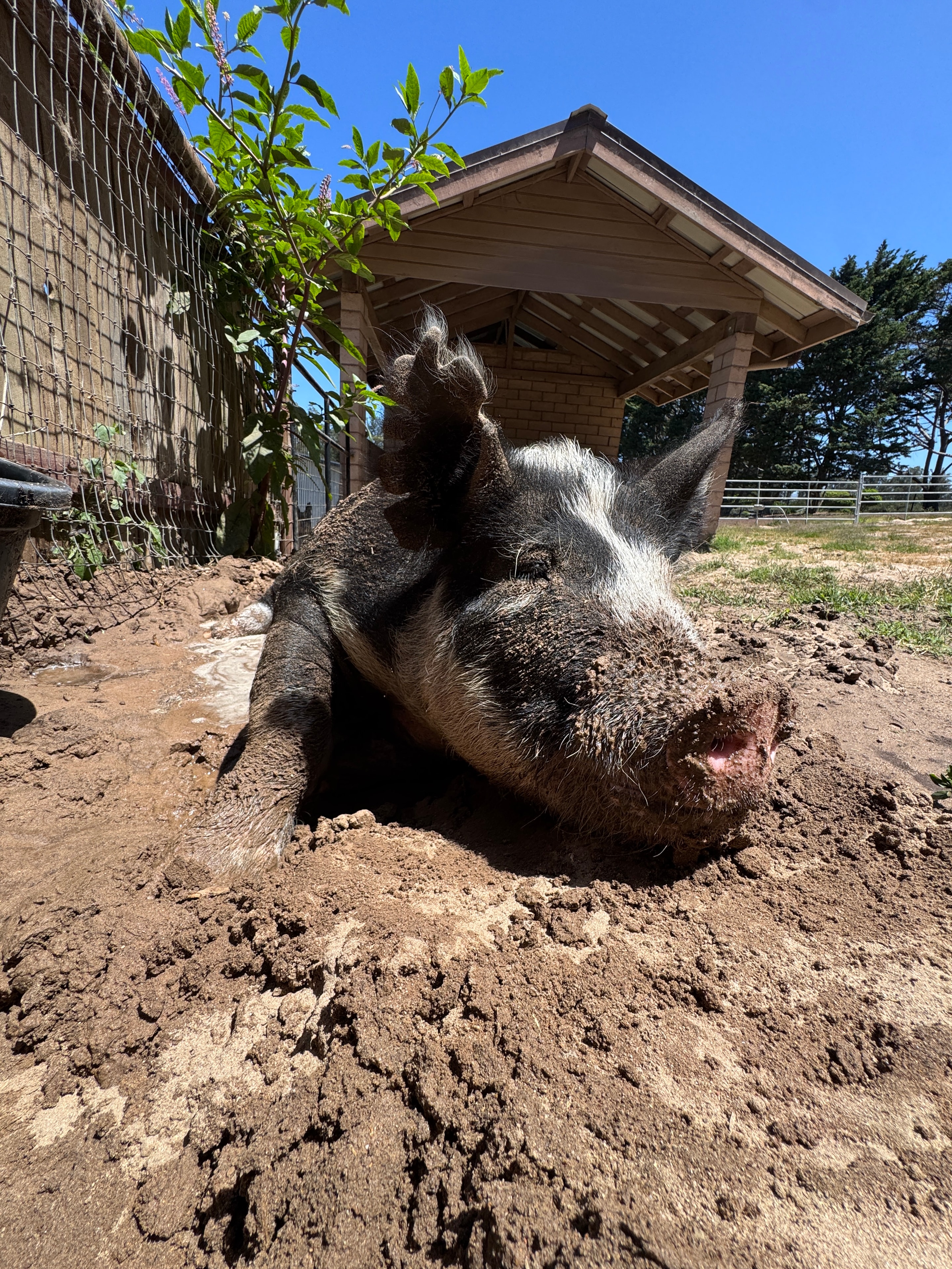 Earl — the real show pig behind the book series