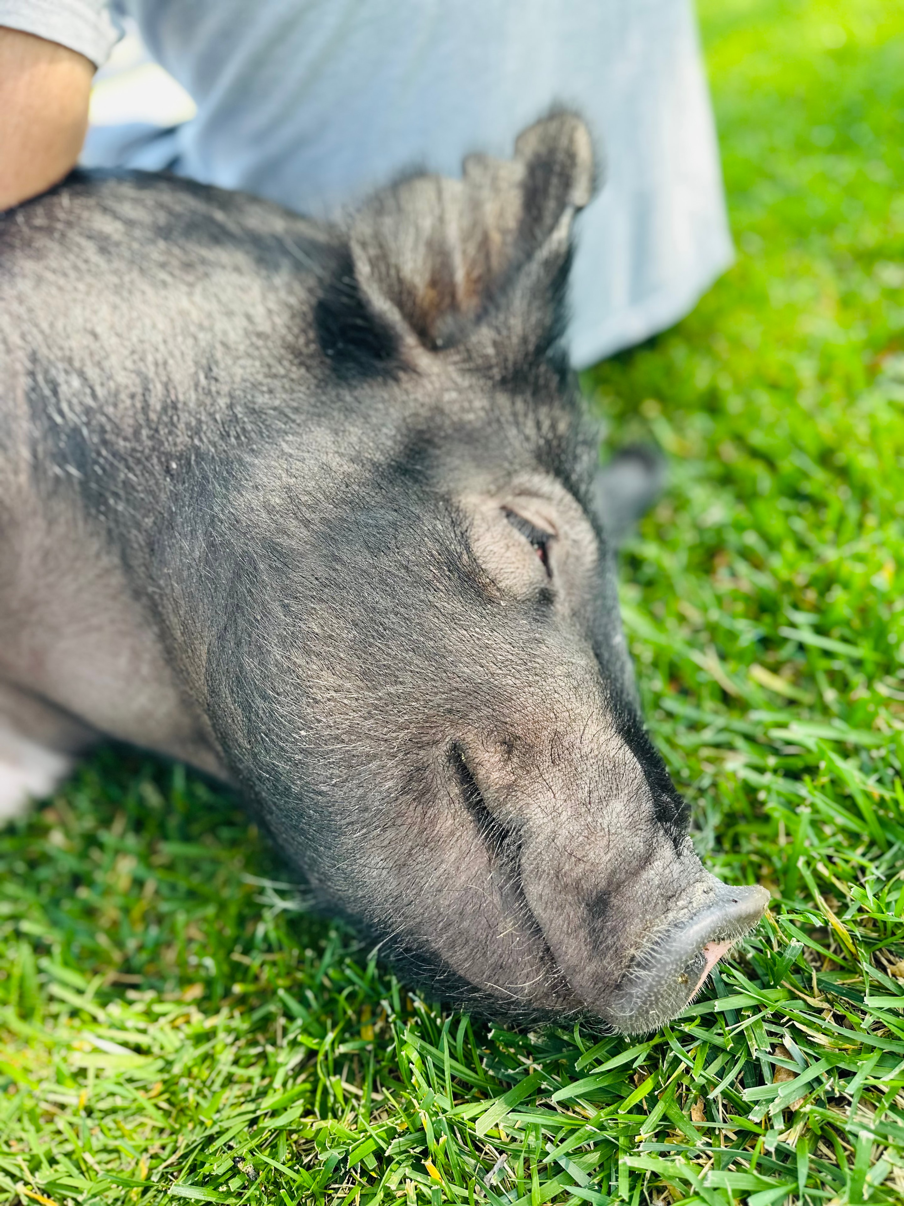 A piglet — representing Mojo, the pig who started it all